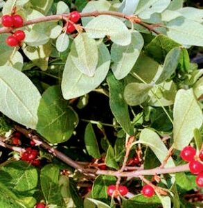 Buffaloberry