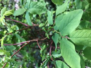 Oval-leaf Blueberry