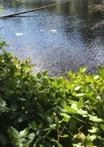 Salal